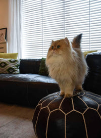 Thumbnail for Set of 4 Genuine Poufs - Ettilux Home